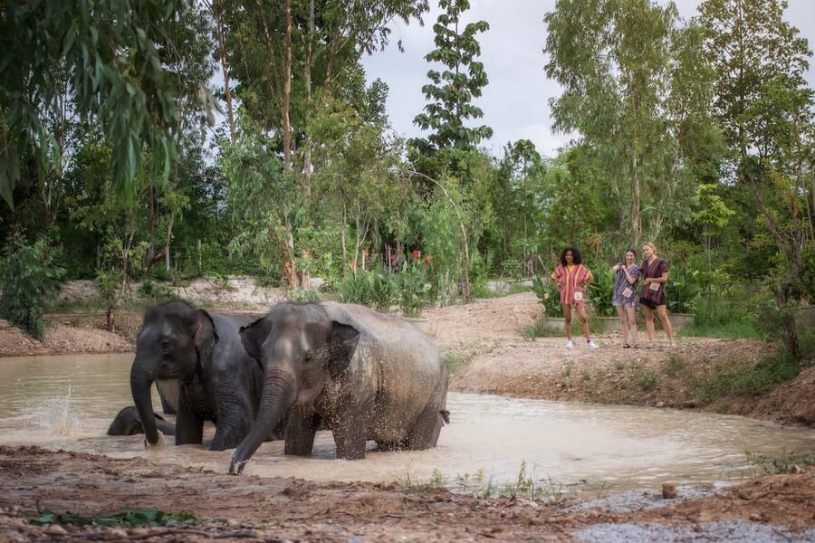 Chiang Mai: Ethical Elephant Encounter Feeding Program - Photography, Comfort, and the Small Extras