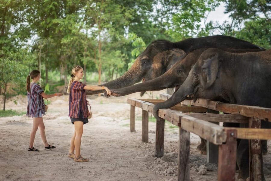 Chiang Mai: Ethical Elephant Encounter Feeding Program - Arrive Right: Meeting Point and Timing That Actually Works