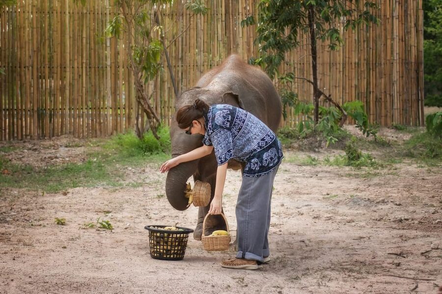Chiang Mai: Ethical Elephant Encounter Feeding Program - Feeding Time in Practice: How the Hour Feels