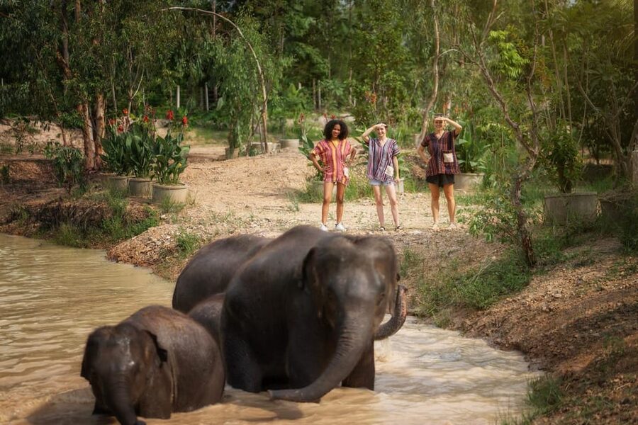 Chiang Mai: Ethical Elephant Encounter Feeding Program - What You Learn: Behavior, Communication, and Care Facts
