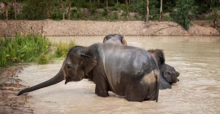 Chiang Mai: Ethical Elephant Encounter Feeding Program - Price and What You Get for $22