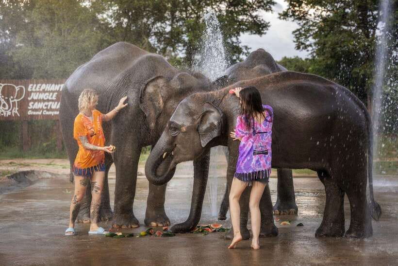 Chiang Mai: Ethical Elephant Feeding & Shower Program - Key points to know before you go