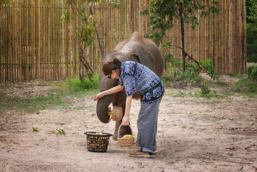 Chiang Mai: Ethical Elephant Feeding & Shower Program - The Elephant Rain Shower: why you should plan for getting wet