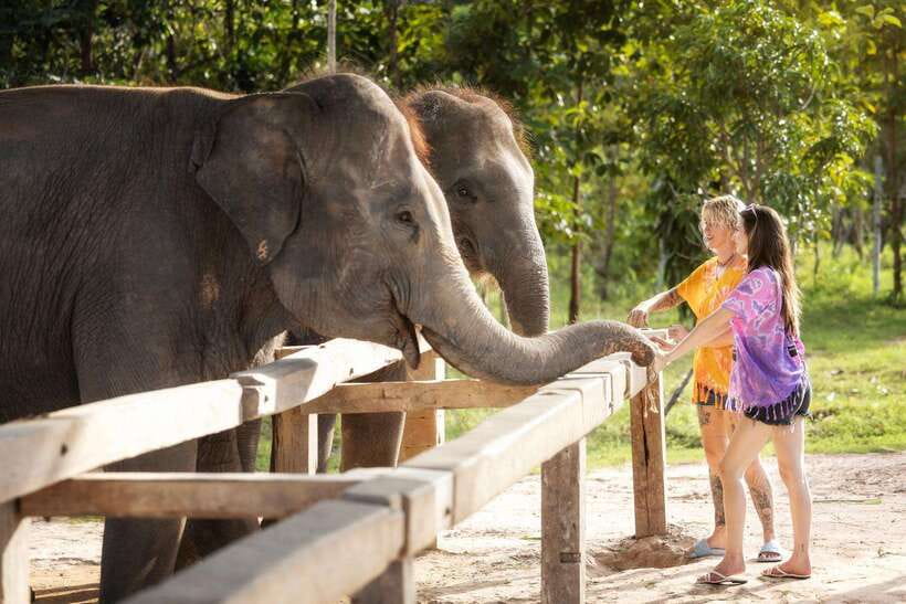Chiang Mai: Ethical Elephant Feeding & Shower Program - Elephant Poop Paper: the sustainability lesson that changes how you see the day