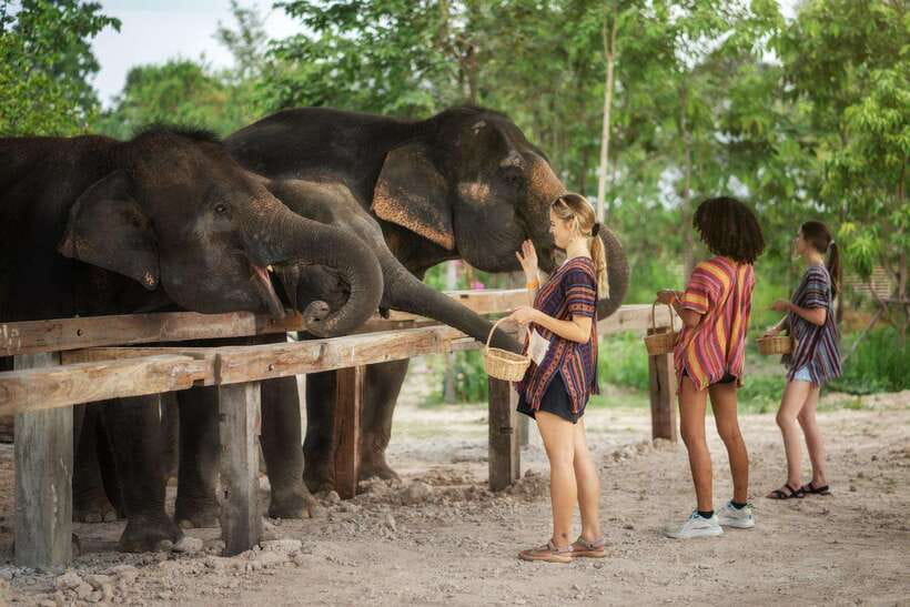 Chiang Mai: Ethical Elephant Feeding & Shower Program - What to pack for a comfortable 2 to 4 hours in Chiang Mai