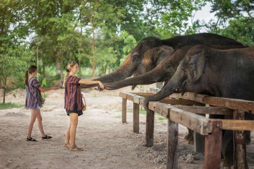Chiang Mai: Ethical Elephant Feeding & Shower Program - Who should book this Feed and Shower program