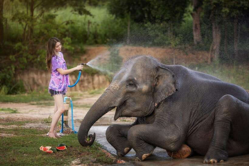 Chiang Mai: Ethical Elephant Feeding & Shower Program - Getting started: arrival, briefing, and why safety matters here