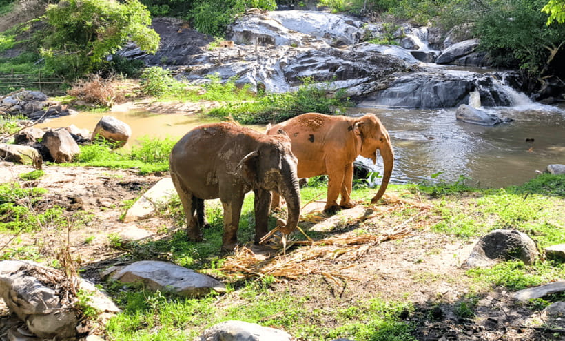 Chiang Mai: Ethical Half Day Elephant Sanctuary & Waterfall - Entering Joy Elephant Sanctuary: ethics that show in the details