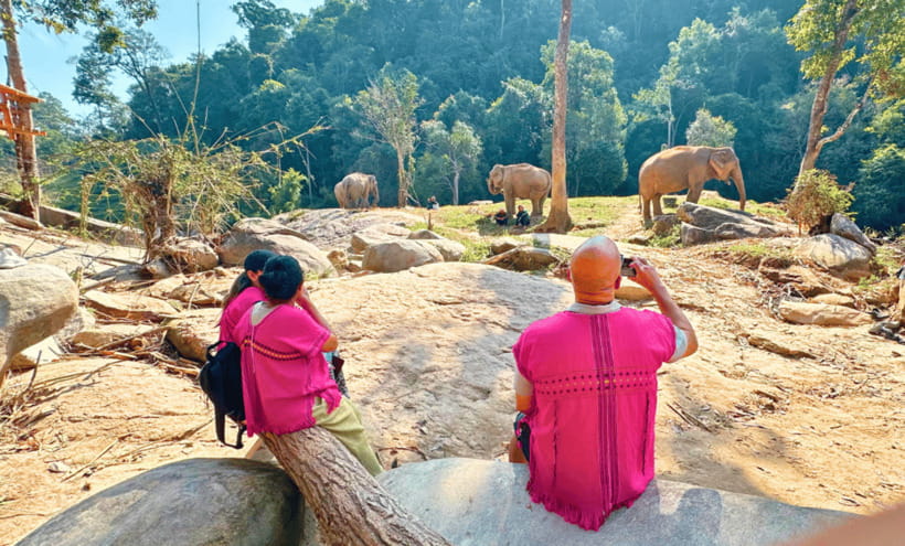 Chiang Mai: Ethical Half Day Elephant Sanctuary & Waterfall - The jungle walk: following the herd without turning it into a chase