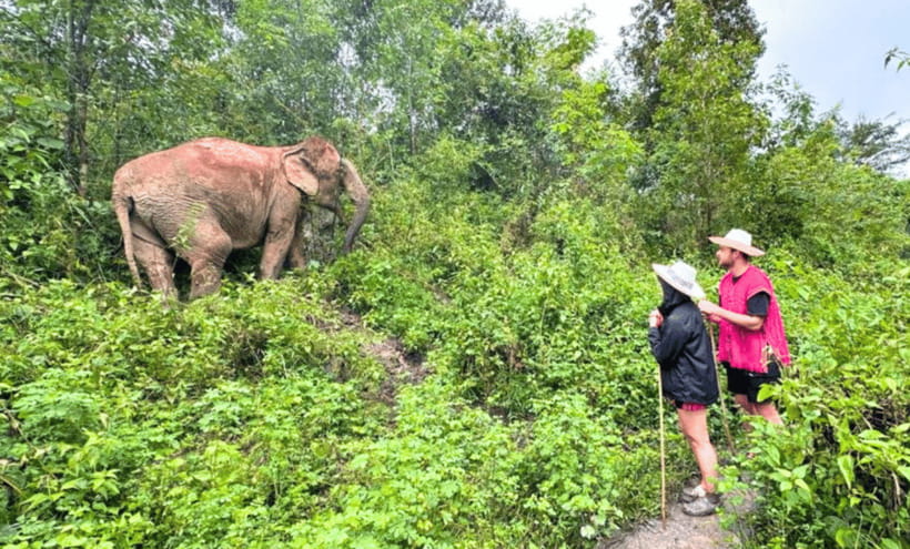 Chiang Mai: Ethical Half Day Elephant Sanctuary & Waterfall - Waterfall break with herbal tea, plus swim time in the water area