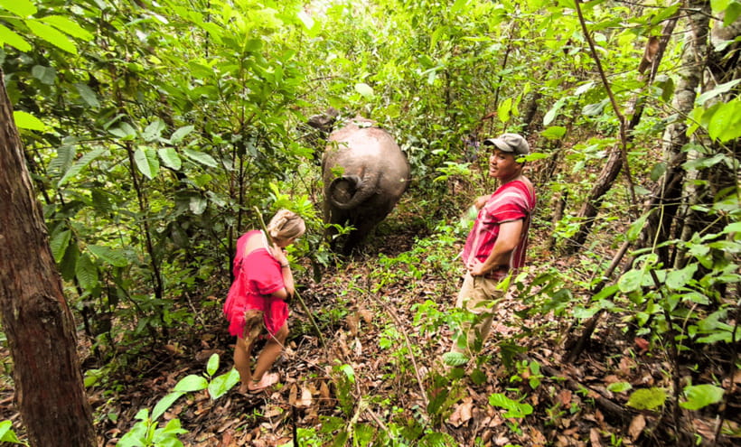 Chiang Mai: Ethical Half Day Elephant Sanctuary & Waterfall - What the $54 price includes, and why it feels fair for ethical tourism