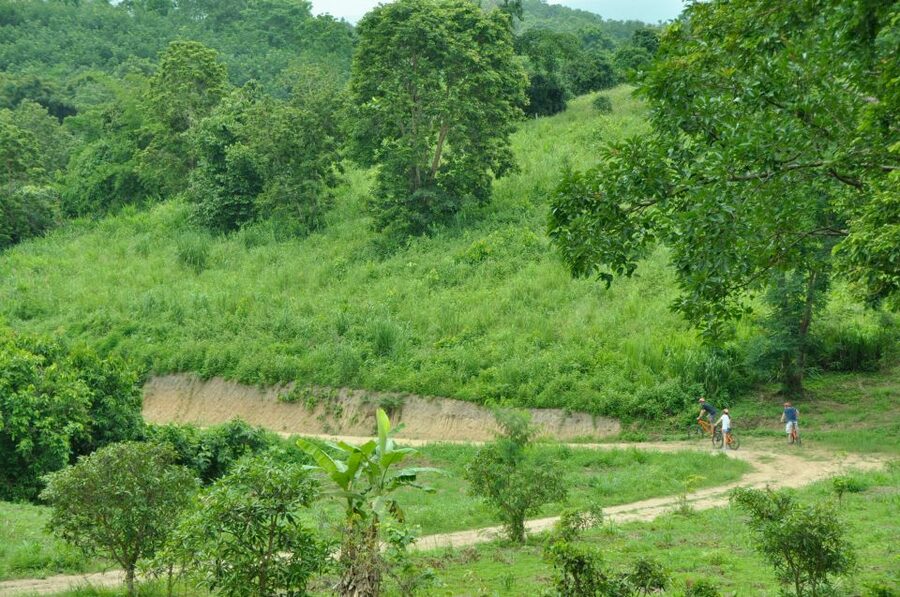 Chiang Mai Fields of Gold Cycling Tour - Golden Rice Fields and Lanna Villages on a Real Countryside Day