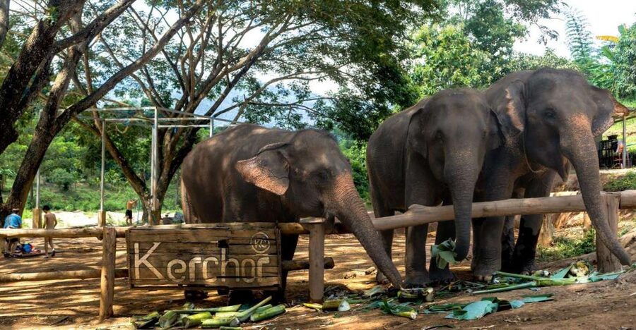 Chiang Mai: Full-Day Kerchor Elephant Eco Park Tour & Trek - Who Should Book This Elephant Eco Park Tour (and who should skip it)