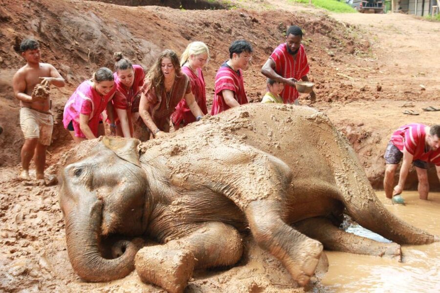Chiang Mai: Full-Day Kerchor Elephant Eco Park Tour & Trek - Elephant Time: Feeding, Sugar Cane, Medicine Balls, and Bathing