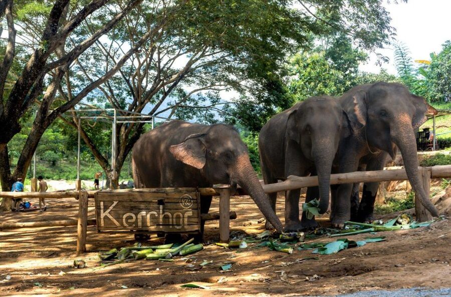 Chiang Mai: Full-Day Kerchor Elephant Eco Park Tour & Trek - Thai Lunch Break in the Park: Fuel for the Raft and Trek