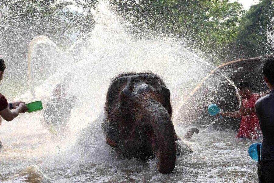 Chiang Mai: Full-Day Kerchor Elephant Eco Park Tour & Trek - Bamboo Rafting Down the River: Fun, Wet, and a Bit Muddy