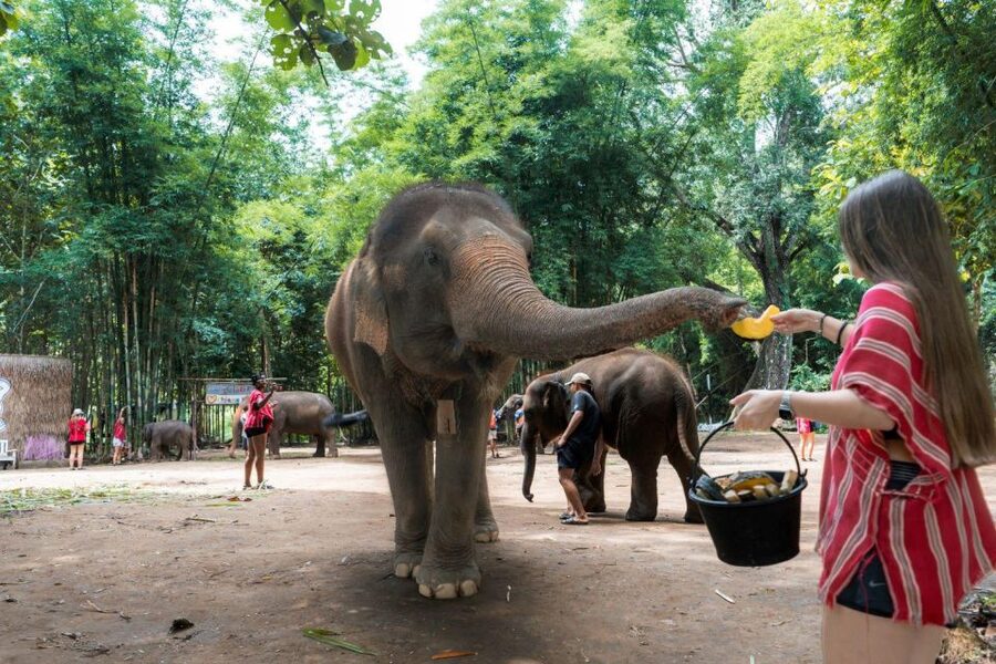 Chiang Mai: Full-Day Kerchor Elephant Eco Park Tour & Trek - Trek to the Waterfall: Stairs, Cold Water, and Slip-Worthy Rocks