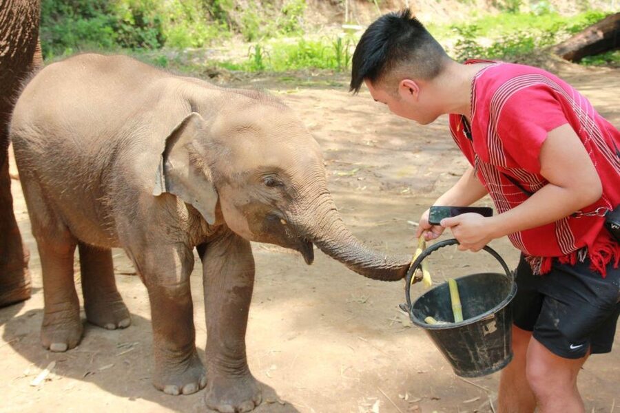 Chiang Mai: Full-Day Kerchor Elephant Eco Park Tour & Trek - Price and Value Around $57 for a Full-Day Combo
