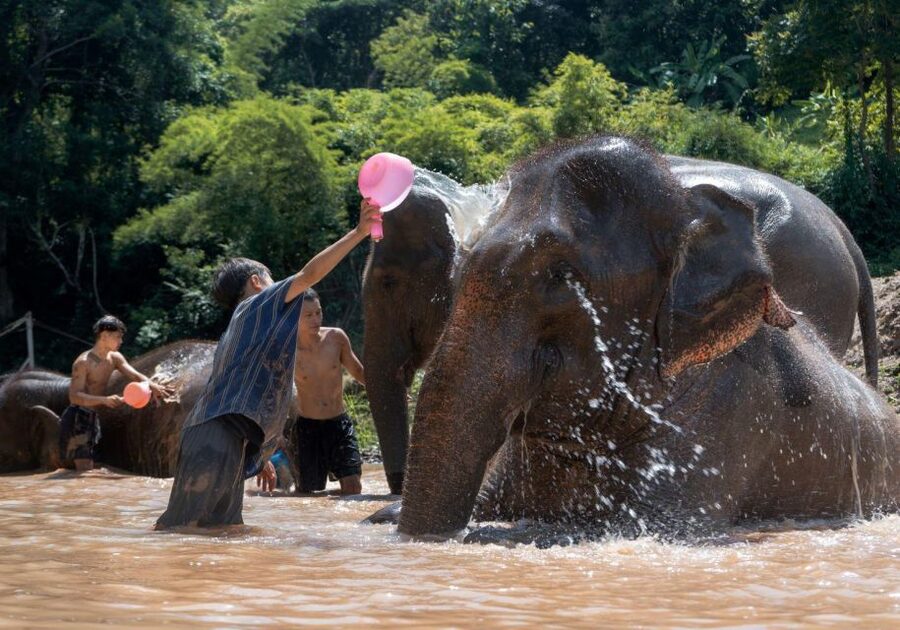 Chiang Mai: Full-Day Kerchor Elephant Eco Park Tour & Trek - Guide Quality, Communication, and the Human Side of the Day