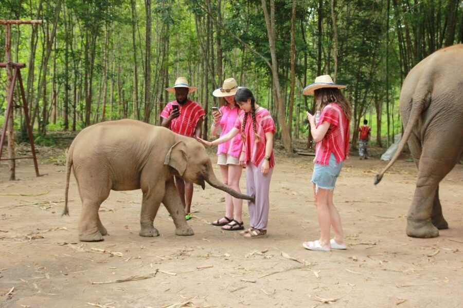 Chiang Mai: Full-Day Kerchor Elephant Eco Park Tour & Trek - Getting to the Park from Chiang Mai (and why the ride can shape your day)