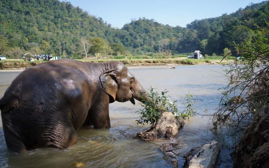 Chiang Mai Half-Day Adventure: River Tubing & Waterfall - Tube down the Mae Taeng River: scenery, wildlife, and the Elephant Nature Park moment