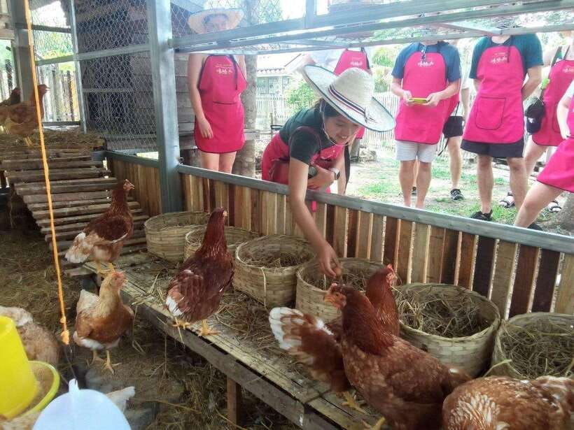 Chiang Mai: Half Day Cooking Class at Organic Farm - Key highlights before you go