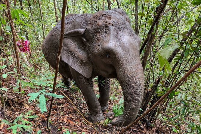 Chiang Mai Half Day Elephant Sanctuary Observation and Waterfall - Thung Luang Elephant Sanctuary: Watching Behavior, Not Performing