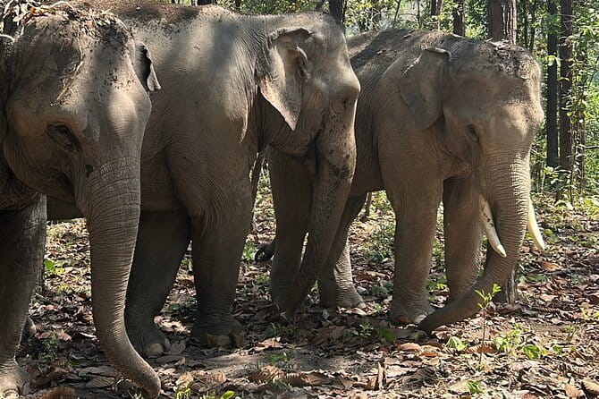 Chiang Mai Half Day Tour: Doi Inthanon Elephant Sanctuary - Karen Hill guides: what you gain beyond elephant sightings