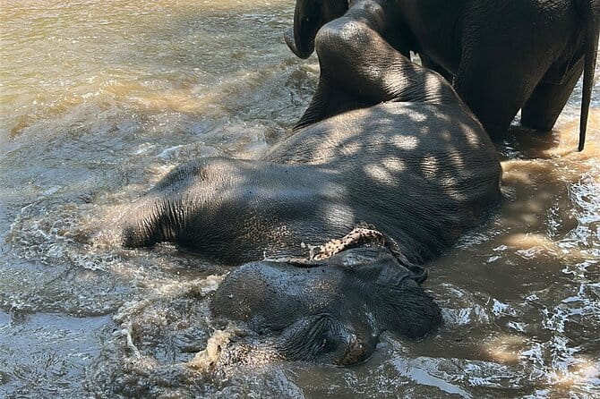 Chiang Mai Half Day Tour: Doi Inthanon Elephant Sanctuary - Feeding, petting, and river bathing: the hands-on part that many people love