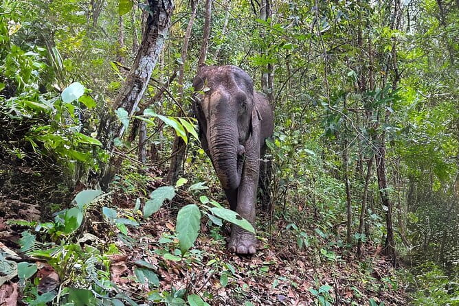 Chiang Mai: Inthanon, Elephant Sanctuary Observation & Waterfall - Key takeaways before you go