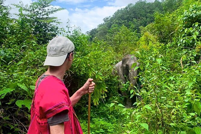 Chiang Mai: Inthanon, Elephant Sanctuary Observation & Waterfall - Entering Joy Elephant Sanctuary without the gimmicks