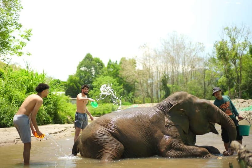 Chiang Mai: Jungle Jumbo Elephant Sanctuary with Waterfall - Elephant sanctuary time at Jungle Jumbo, feeding and bathing without riding