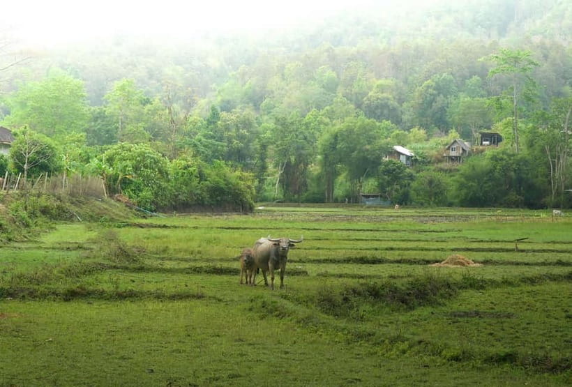 Chiang Mai: Jungle Jumbo Elephant Sanctuary with Waterfall - Timing, group size, and how to make it feel calmer