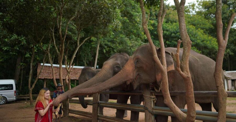 Chiang Mai: National Elephant Care, Rafting, & Ziplines Trip - Key highlights worth getting excited about