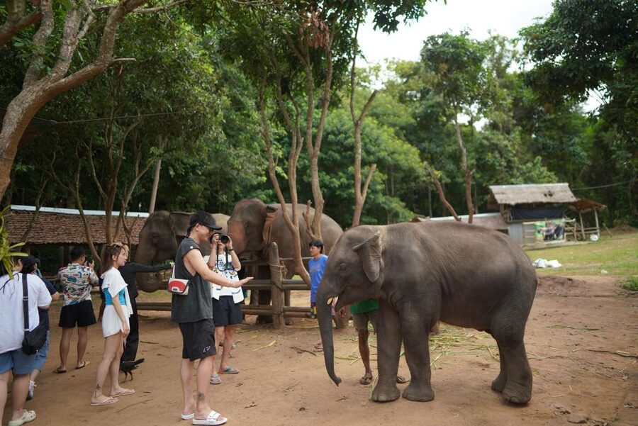 Chiang Mai: National Elephant Care, Rafting, & Ziplines Trip - Pick your adventure: Mae Wang River bamboo rafting OR zipline through the forest canopy