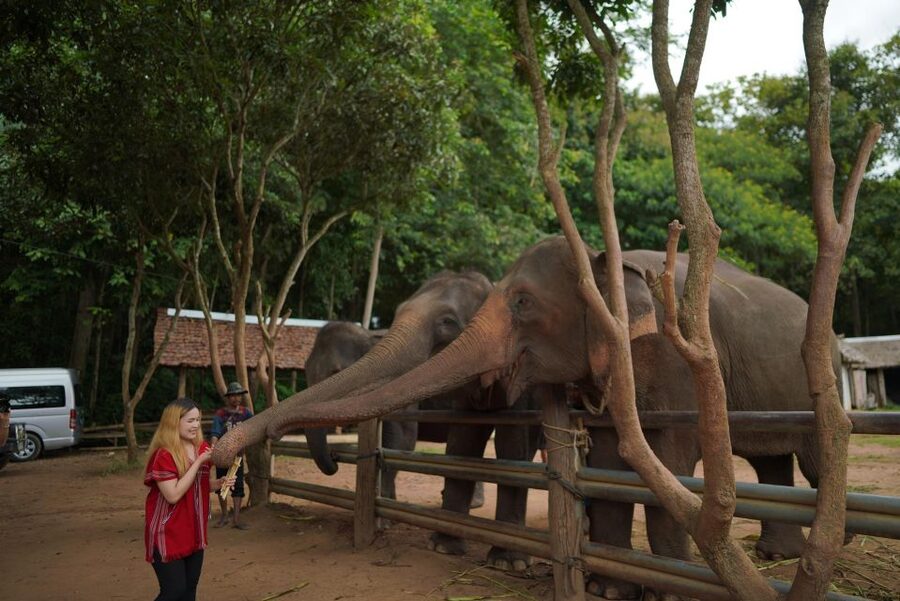 Chiang Mai: National Elephant Care, Rafting, & Ziplines Trip - Should you book this Chiang Mai elephant, rafting, and zipline combo?