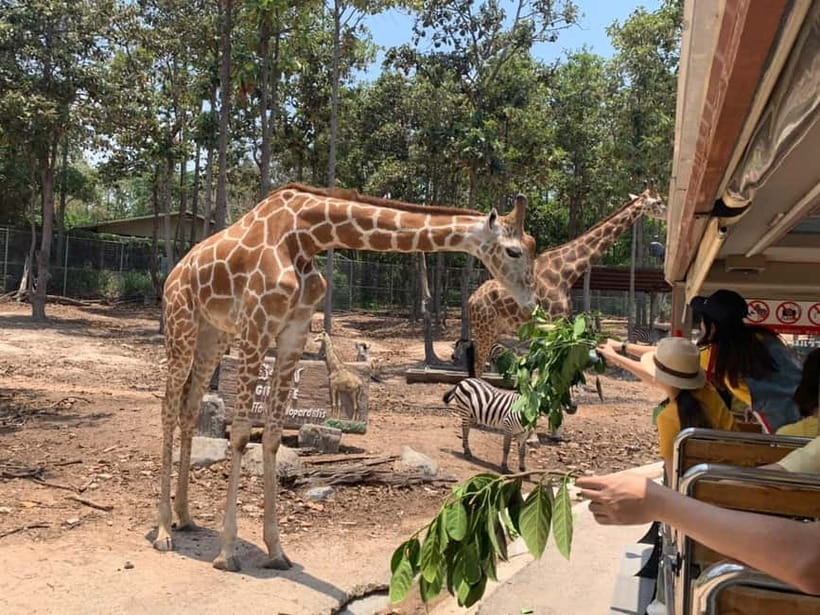 Chiang Mai Night Safari: Entry Ticket with Tram Ride - Getting in with your e-ticket QR code, and how to avoid entry confusion