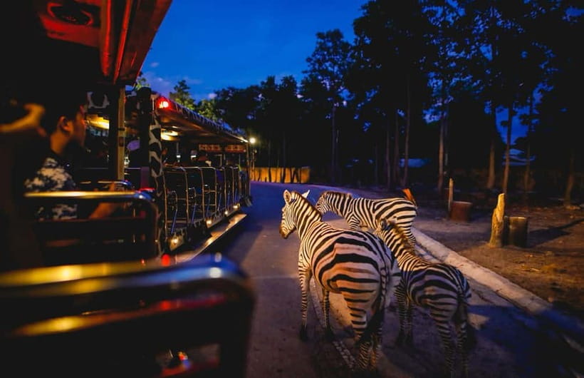 Chiang Mai Night Safari Ticket & Tram Rides Optional Pickup - Key Highlights to Know Before You Go