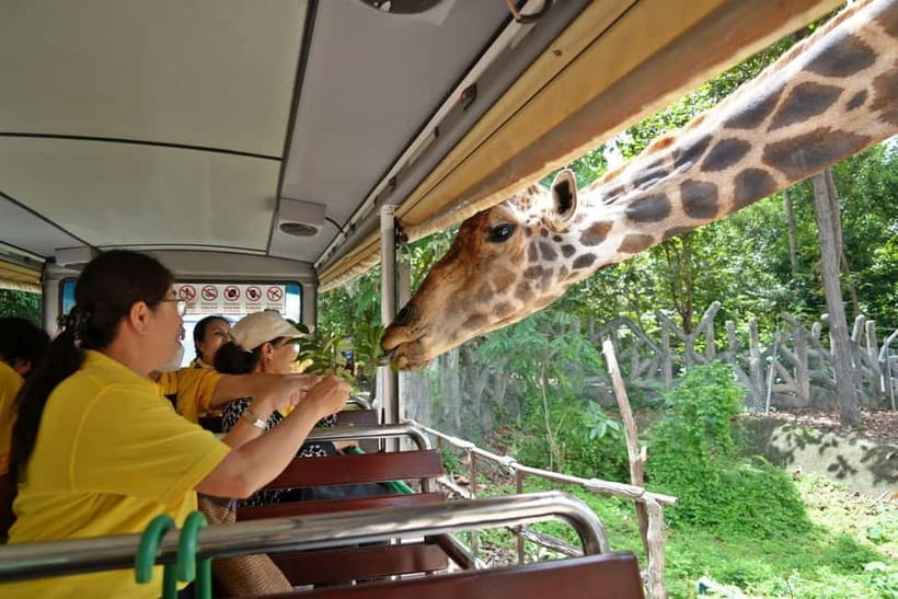 Chiang Mai Night Safari Ticket & Tram Rides Optional Pickup - Should You Book This Chiang Mai Night Safari Ticket with Tram Rides?