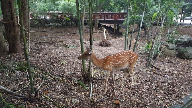 Chiang Mai Night Safari Tour including Transfer (Minimum 2 pax) - Key points before you go