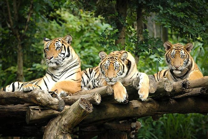 Chiang Mai Night Safari Tour including Transfer (Minimum 2 pax) - Price and what you actually get for $79.08