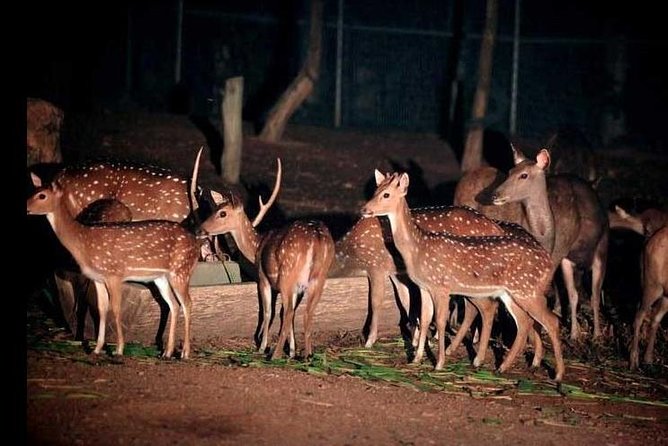 Chiang Mai Night Safari Tour including Transfer (Minimum 2 pax) - Entering the nocturnal zoo and getting straight into the action