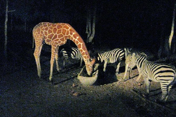 Chiang Mai Night Safari Tour including Transfer (Minimum 2 pax) - The open-sided tram ride: your easiest way to see more