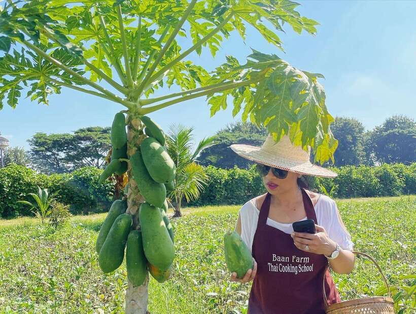 Chiang Mai Organic Thai Cooking Experience - A farm-to-kitchen Thai meal in about 4 hours