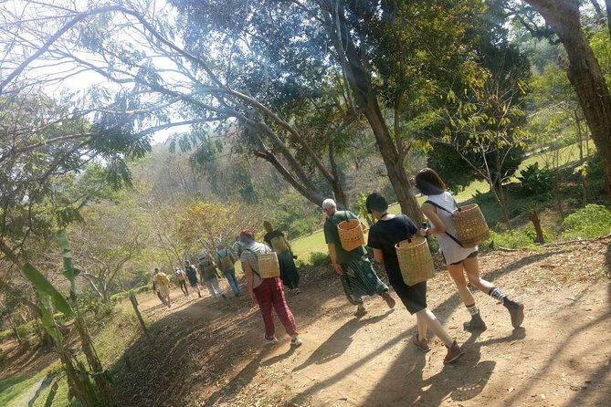 Chiang Mai Private Tour with Tea Plantation, Karen Village, Doi Suthep - How the 8 hours actually play out (start at 8:00)