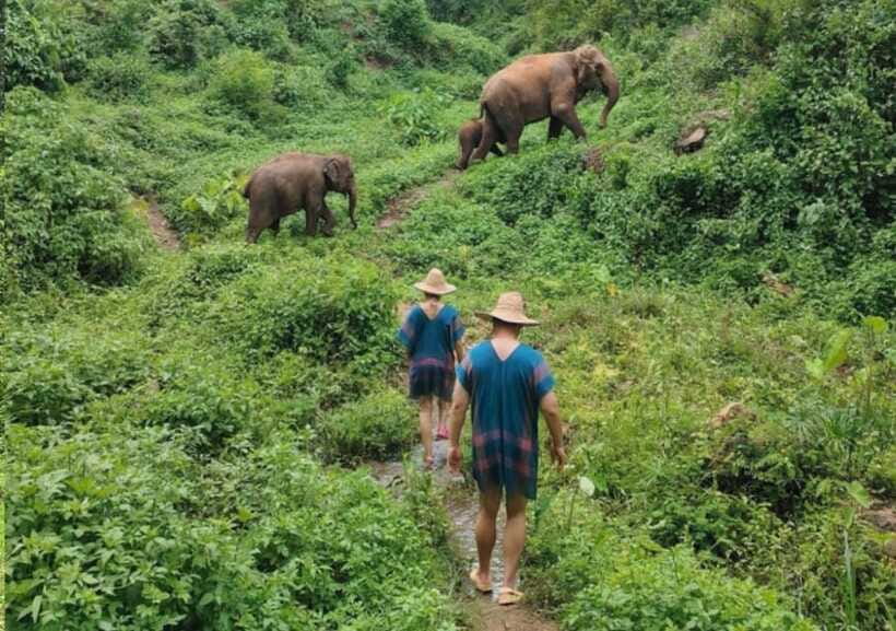 Chiang Mai | TeeTee Elephant Home Elephant Care Half-Day - Wildlife viewing and how to get something real from it