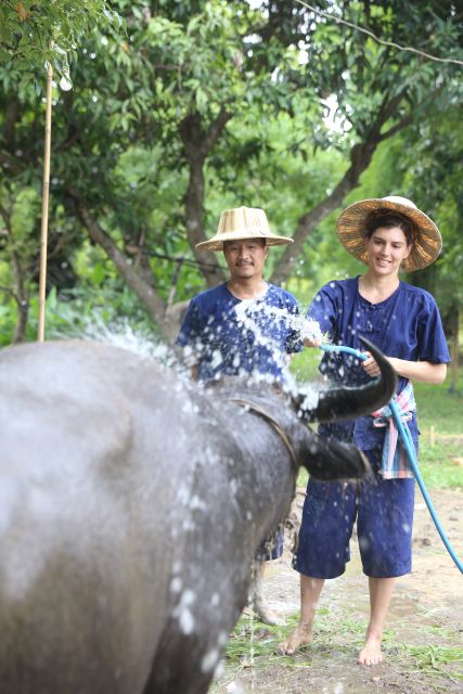 Chiang Mai: Thai Buffalo and Rice Planting Experience - Key highlights worth knowing