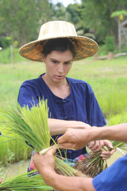 Chiang Mai: Thai Buffalo and Rice Planting Experience - Price and value: is $57 fair for Chiang Mai buffalo and rice planting?