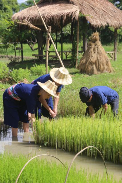 Chiang Mai: Thai Buffalo and Rice Planting Experience - The red taxi ride to the older fields