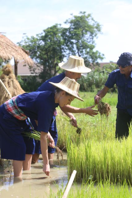 Chiang Mai: Thai Buffalo and Rice Planting Experience - Feeding grass to Riam Thai buffalo, the part kids usually remember